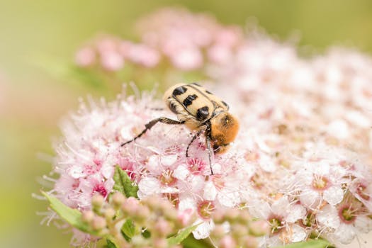 colorful pollinator garden with various flowers