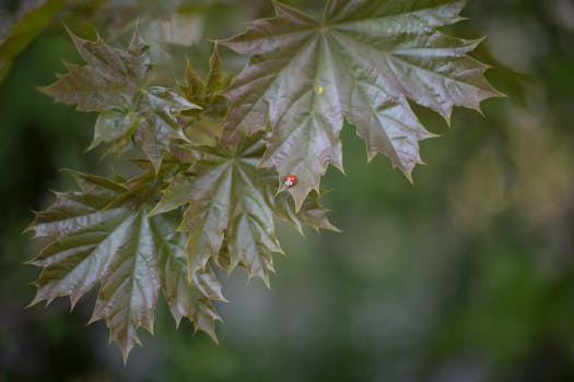 ladybug crawling on a green leaf