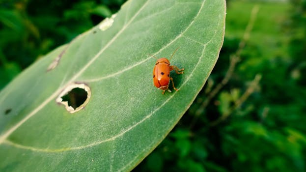 a ladybug on a plant
