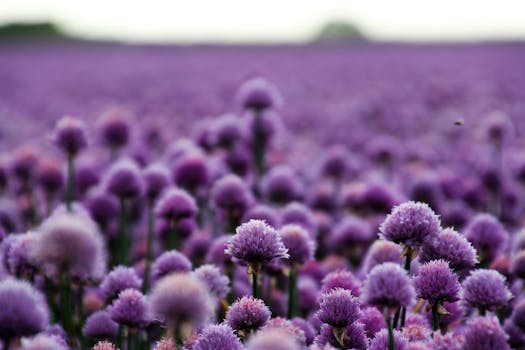 seasonal herb garden
