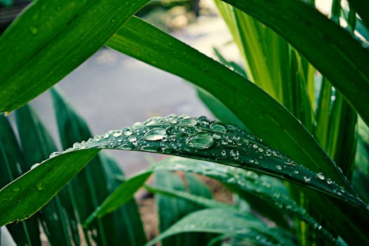 rain garden with native plants