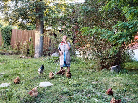 chickens roaming in a garden