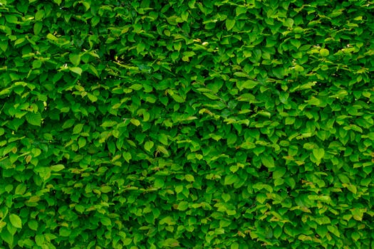 vertical garden on a balcony